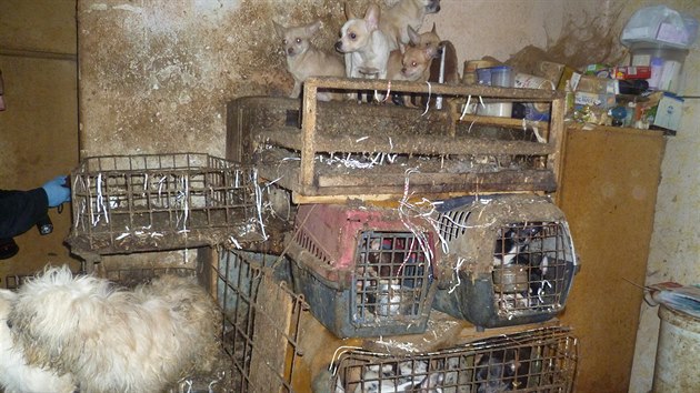 Více než dvě stovky psů žily v domě v Kamenici nad Lipou v naprosto otřesných podmínkách.
