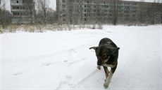 V okolí areálu jaderné elektrárny ernobyl a msta Pripja stále ijí stovky...