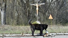 V okolí areálu jaderné elektrárny ernobyl a msta Pripja stále ijí stovky...