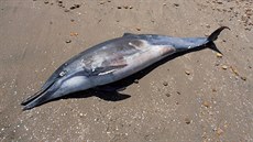 Oficiálně je lov delfínů zakázán. V praxi se ale v Peru zákaz nedodržuje.