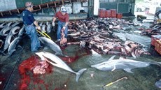 Vraždění delfínů je pořád výnosným byznysem i v Japonsku.