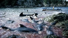 Navzdory zákazům jsou delfíni vybíjeni dál.