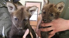 Mlá�ata vlka h�ivnatého z hodonínské zoo.
