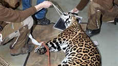 Snímek ze zásahu specialisty na rentgenování velkých zvířat u jaguáří samice...