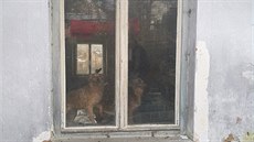 Devt ps ilo v dom na Tachovsku v otesných podmínkách. Nyní jsou ve psím...