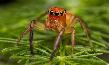 Prostheclina pallida, australský pavouk z eledi skákavkovitých.