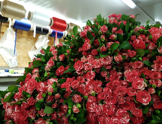 Trsové r��e ve skladu Florea.cz