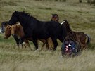 Národním parkem Brecon Beacons se prohánjí divocí kon.