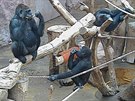 Gorila Bikira a její den s ostatními