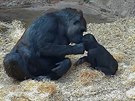 Gorilí samice Bikira a gorilí kluk Ajabu