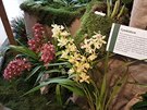 V Jiho�esk�m muzeu v �esk�ch Bud�jovic�ch za�ala v�stava orchidej�, sukulent� a...