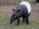 Koncem února Zoo Praha opustí dvouletý samec tapíra abrakového Budak Puntja,...