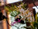 V�stava orchideji provon�la Jiho�esk� muzeum v �esk�ch Bud�jovic�ch.