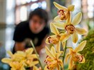V�stava orchideji provon�la Jiho�esk� muzeum v �esk�ch Bud�jovic�ch.