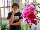 V�stava orchideji provon�la Jiho�esk� muzeum v �esk�ch Bud�jovic�ch.