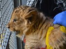 Lví samika z brnnské zoo absolvuje svou první lékaskou prohlídku.