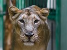 Ob indické lvice v praské zoo jsou nádherné.