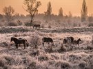 Ochranáská organizace eská krajina na projektech spojených s návratem a...