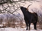 Pratui, kon i zubi v Milovicích velice brzy prokázali, jak práv kopytníci...