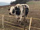 V Hlásné Tebani napadl mue býk na pastv.(15.2.2018)