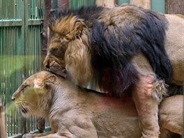 Chovatelé lv v praské zoo se rozhodli vsadit na jistotu a nezkueného samce...