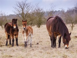 Aktuální stav divokých koní činí 64 kusů, z toho je 34 hříbat, která už se...