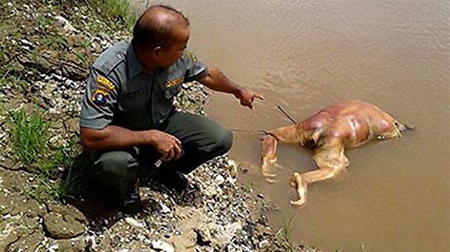 Na Borneu zemelo od roku 1999 sto tisc orangutan. Jednm z hlavnch dvod je odlesovn.