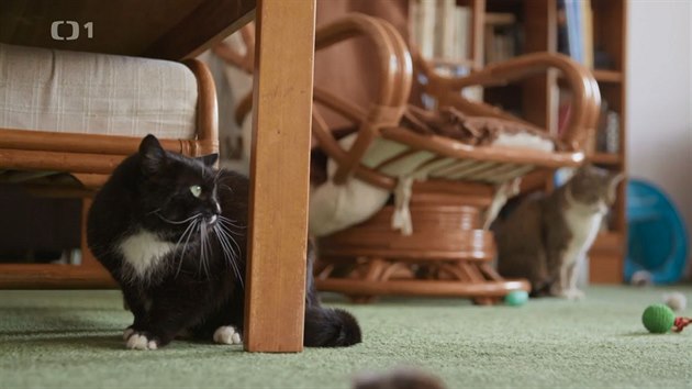 Klára Vodičková je přesvědčena, že druhá kočka, kterou mají Bímovi doma, příčinou Čičákova chování není.
