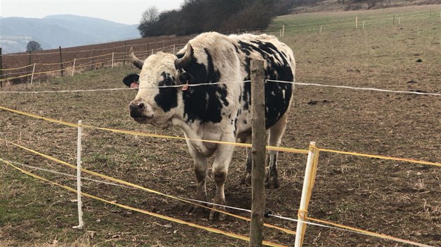 V Hlásné Třebani napadl muže býk na pastvě.(15.2.2018)