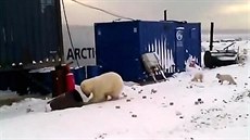 Ruským plynovým pístavem Sabetta se toulají lední medvdi a polární liky.