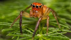 Prostheclina pallida, australský pavouk z čeledi skákavkovitých.