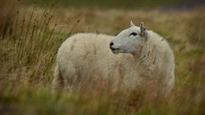Ovce jsou ve Walesu všudypřítomné.