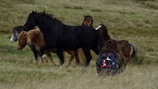 Národním parkem Brecon Beacons se prohánjí divocí kon.