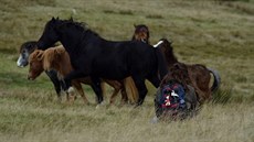Národním parkem Brecon Beacons se prohán�jí divocí kon�.