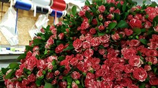 Trsové r��e ve skladu Florea.cz