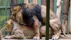 Chovatelé lvů v pražské zoo se rozhodli vsadit na jistotu a nezkušeného samce...