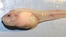 Nov popsaná ryba Pseudoliparis swirei, vytaená z hloubky okolo 8 000 metr,...