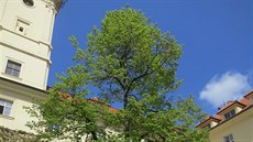 Lípa u Rudolfina