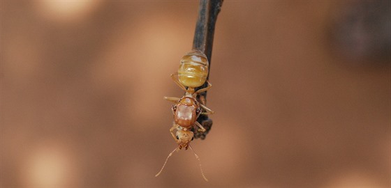 A to jsou oni. Místní jim íkají bemta a práv oni jsou základem aprahu.