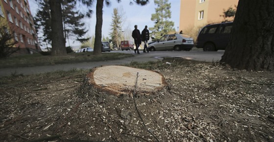 Pařez po pokácené borovici ve Vojanově ulici