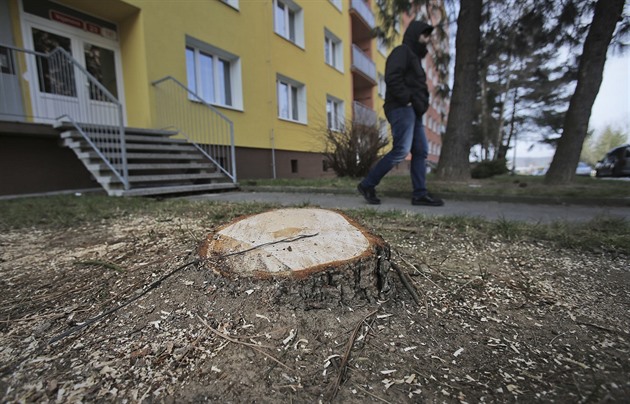 Pokácené stromy ve Vojanov ulici v Plzni (19. února 2018)