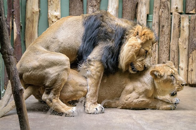 Od 18. února chovatelé zaznamenali u lv� indických Sohana a Suchi n�kolik dn�...