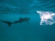 ralok velryb. Vdci zjistili, e plast spolklo 73 procent ryb, co je jeden z...