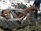 Jihomorav�t� hasi�i vypro��ovali kon� z traktorov� pneumatiky.