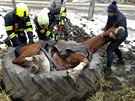 Jihomorav�t� hasi�i vypro��ovali kon� z traktorov� pneumatiky.