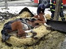 Jihomorav�t� hasi�i vypro��ovali kon� z traktorov� pneumatiky.