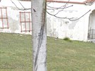 Podobné praskliny na kmeni stromu jsou nejčastěji způsobené mrazem. Obalení či...