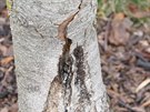 Podobné praskliny na kmeni stromu jsou nejastji zpsobené mrazem. Obalení i...