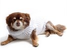 Starší psi bývají choulostivější a vyžadují víc péče, aby zimní období...