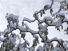 Sníh je ideální ochrana rostlin ped mrazem.